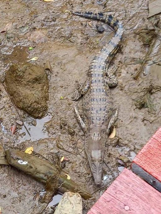 （古城封面主文）甲河畔鳄鱼出没 民众受促警惕