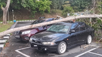 新笃北大暴风雨 多棵大树倒塌砸车