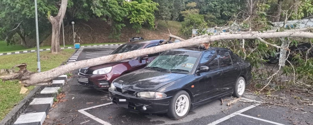 新笃北方大学今日下午一场暴风雨，多棵大树倒塌压毁轿车。