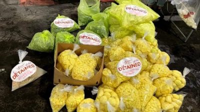 涉走私230公斤蔬果   被移民局和食品局识破