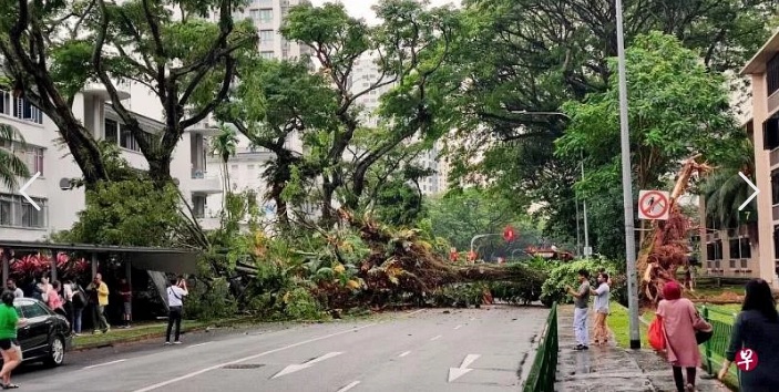 （已签发）柔：：狮城二三事：中峇鲁路大树倒下阻断交通 砸中走道与轿车一人送院
