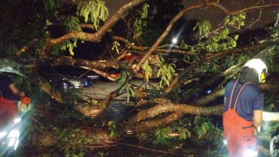 灵市白沙罗狂风暴雨    多处倒树砸中民宅车子