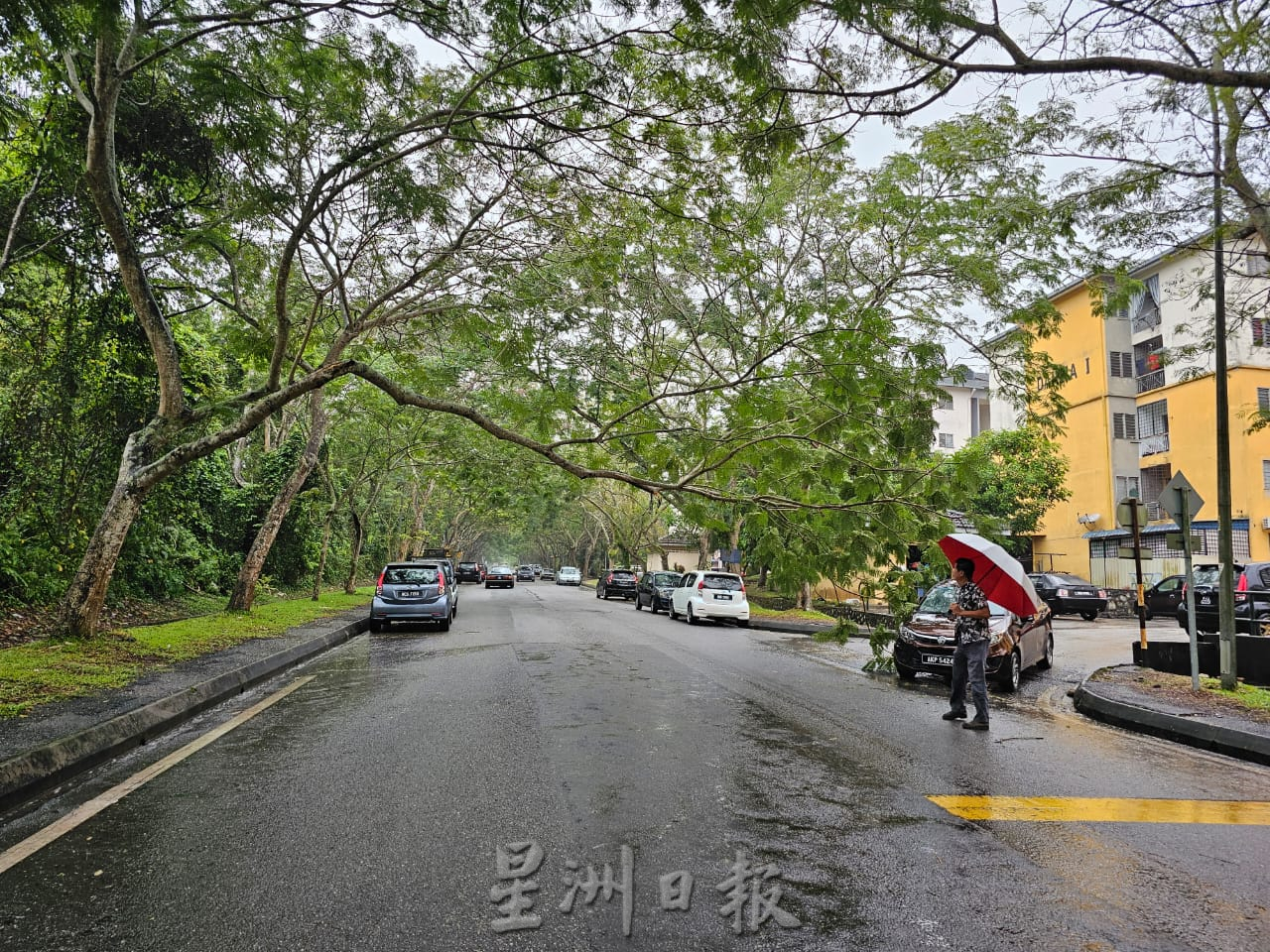 NS主文／长命雨带来“后遗症”，芙蓉出现树倒及路洞问题