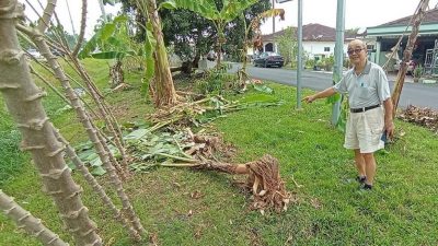 马身莲花园留足迹 疑马来貘摧毁香蕉树