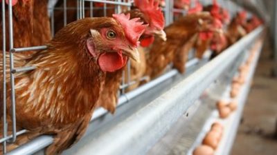 肉鸡鸡蛋6月后废除顶价  家禽业者看高一线