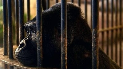 No freedom on the horizon for Bangkok ‘mall gorilla’