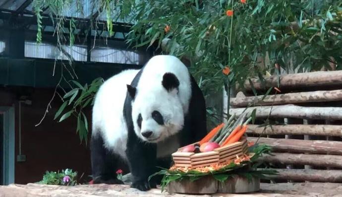 22岁中国旅泰大熊猫“林惠”去世 曾被拍到鼻部出血