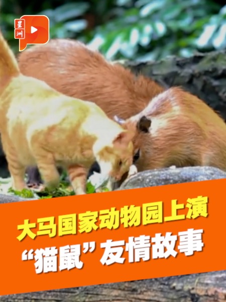 “橘猫与巨鼠”同居 大马国家动物园谱写友情故事