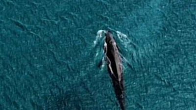 鲸鱼现身古达海域  潜水员目击超激动