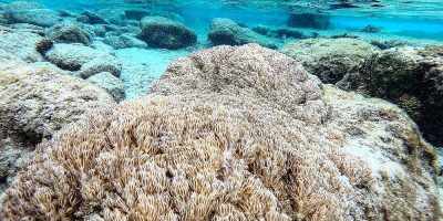 Deadly invader devastating Venezuelan coral reefs