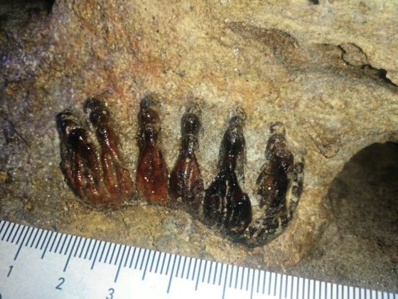 【近打谷探洞／02】古生物化石，发现史前的生命轨迹
