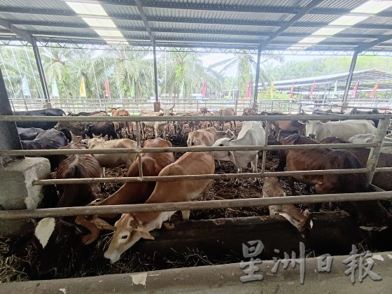 【马来西亚慈悲护生园】生命无价，无私援救安养待宰动物