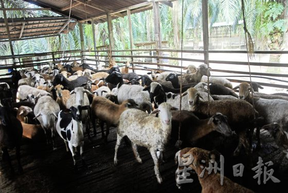【马来西亚慈悲护生园】生命无价，无私援救安养待宰动物