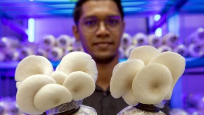 丹玛拉工大全国首座“菇屋”   人工智能种植白蚝菇