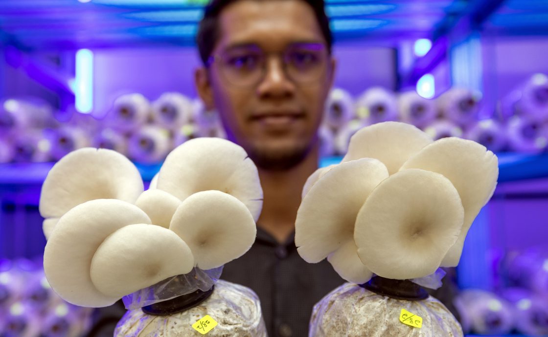 东：丹州玛拉工艺大学（UiTM）在马樟县院校响应政府解决粮食问题的呼吁，通过“iMistroom 2000”系统设立了国内第一座精明“菇屋”，以生产白蚝菇（cendawan tiram putih）。
