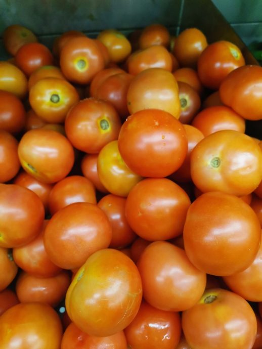 东：彭FAMA向金马仑购24吨番茄销售北南部
