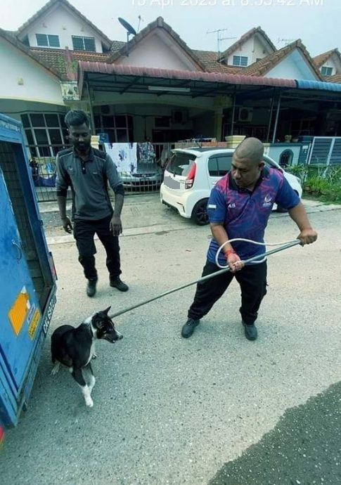 淡马鲁市议会捕狗队伍成员，上周五展开了一项捕捉流浪狗的行动。
