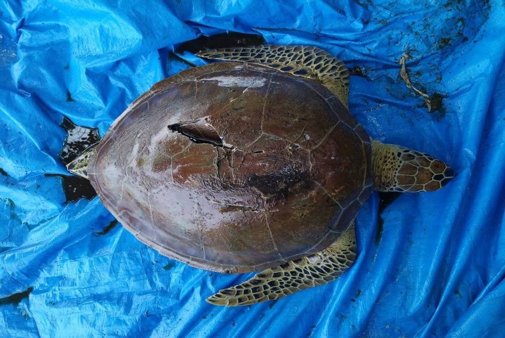 东：过去一个星期勿述停泊岛一带发现5只海龟的尸骸。  ​