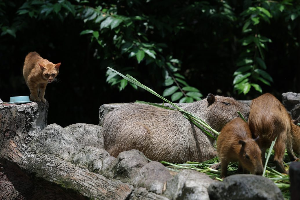 动物园“橙猫”Oyen红了！ 与水豚如“家人”同居同吃3年