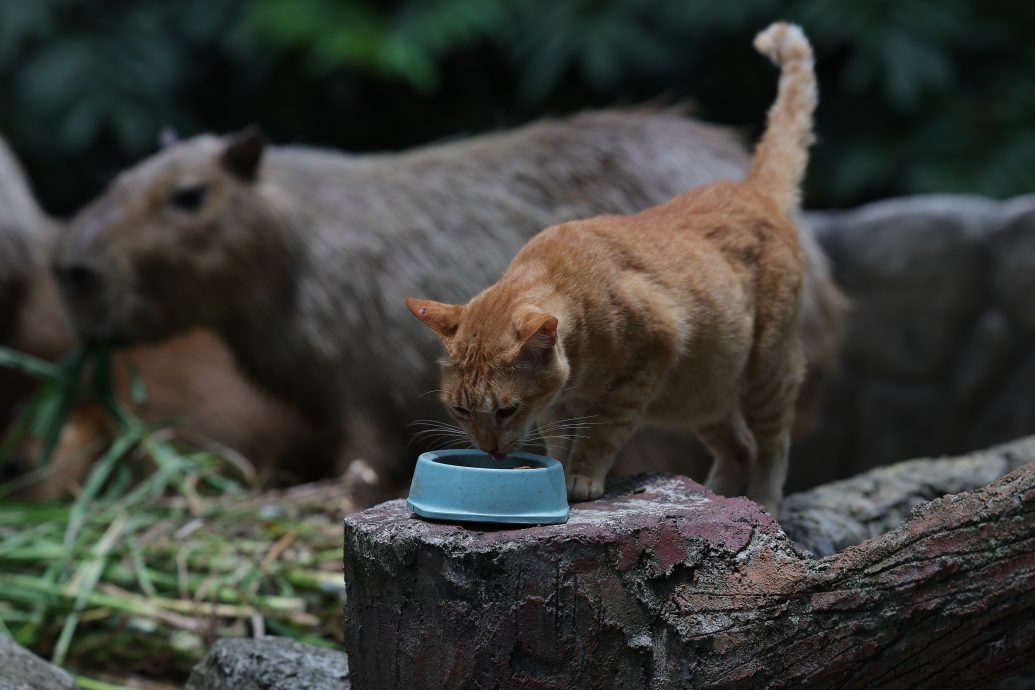 动物园“橙猫”Oyen红了！ 与水豚如“家人”同居同吃3年