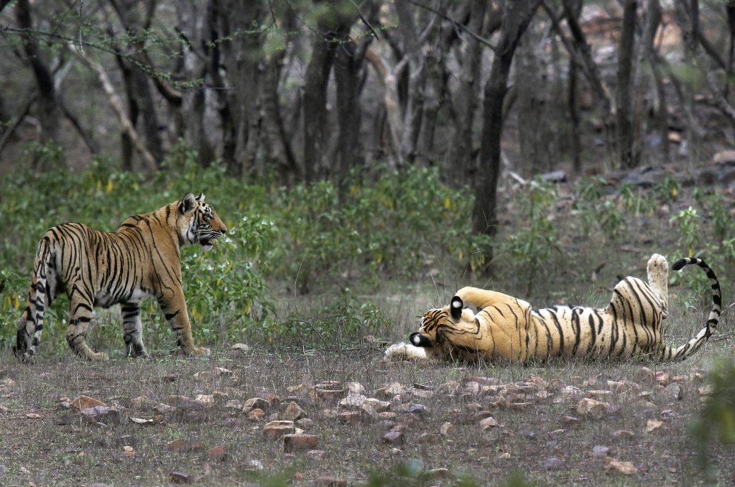 印度复育老虎致流离失所 原住民积极争取返回传统领域