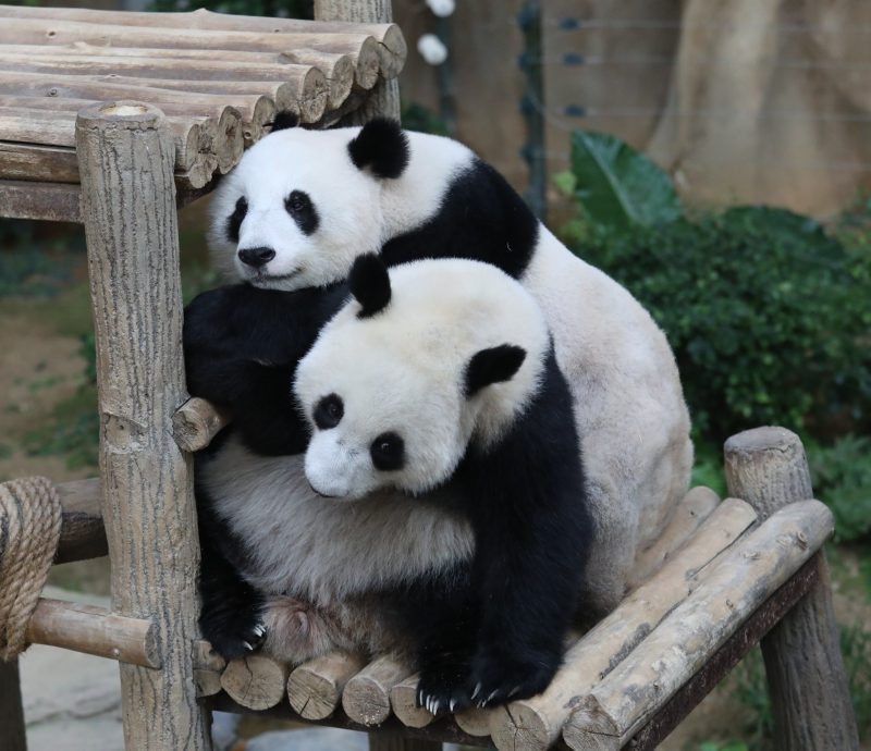 大熊猫宝宝下个月不回中国了！暂留大马 或明年才回过