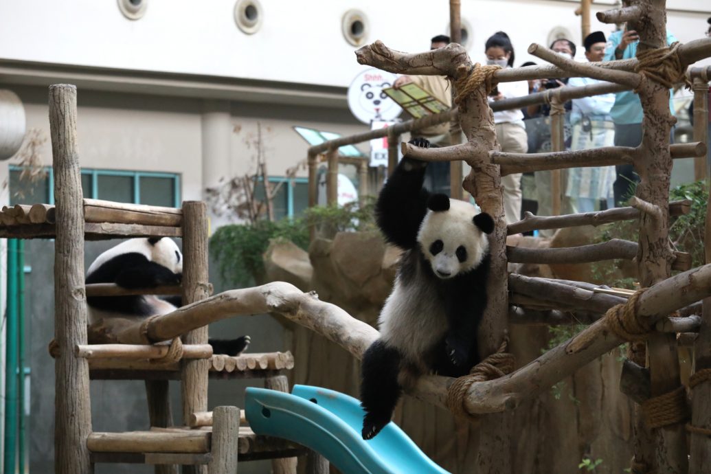 大熊猫返中国专访