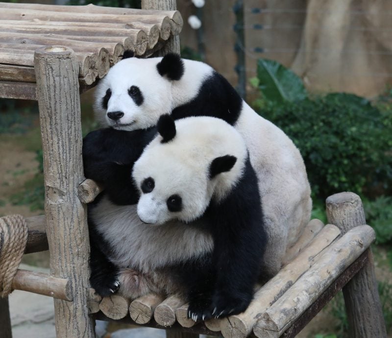 大熊猫返中国专访