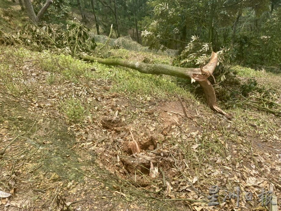 **已签发**柔：封面（最新）：强风吹倒利民达五六十棵名种榴梿树，以猫山王居多，损失难估