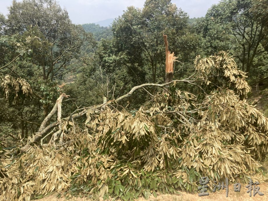 **已签发**柔：封面（最新）：强风吹倒利民达五六十棵名种榴梿树，以猫山王居多，损失难估