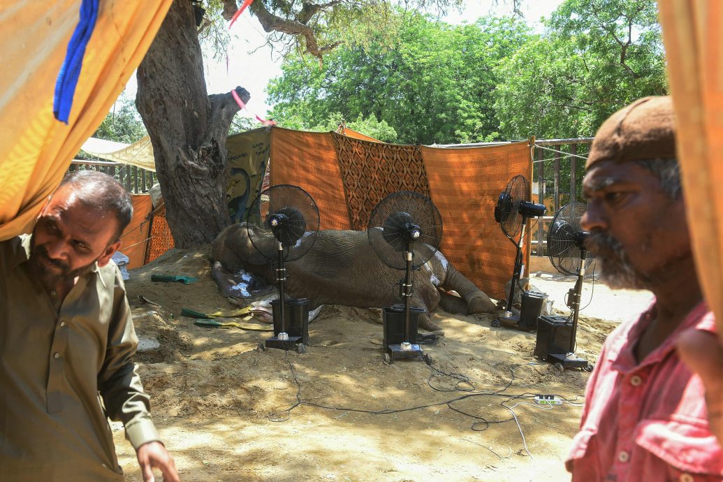 巴基斯坦动物园大象摔倒后亡 园方挨轰园长去职