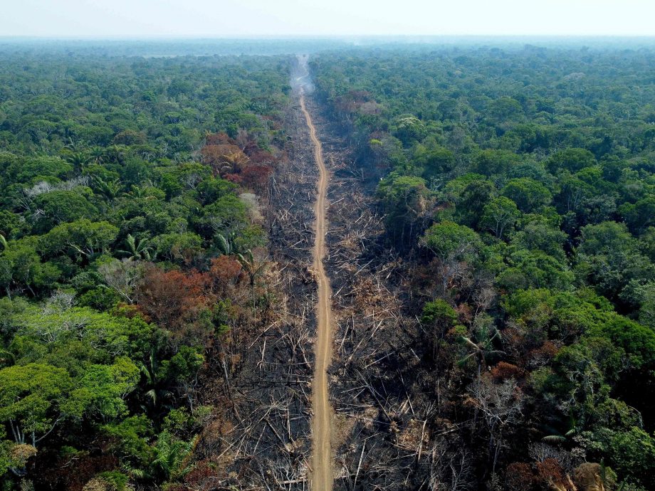 巴西首季亚马逊森林砍伐创史上第2高 卢拉任务艰钜