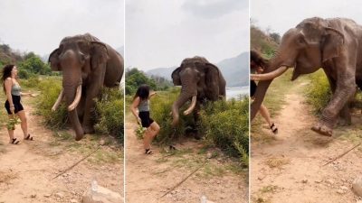 女游客香蕉逗大象要喂不喂！ 下秒遭一击顶飞摔惨  惊悚影曝光