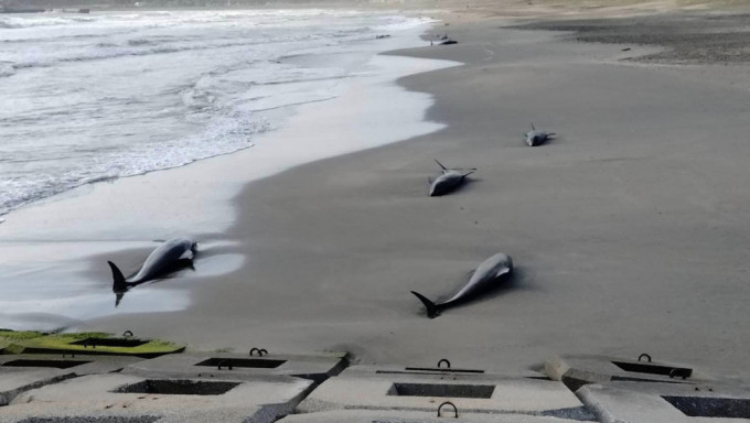 日本奥运滑浪场地海豚集体搁浅 7头已死亡