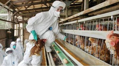 日本暴发最严重禽流感 无足够土地埋葬死禽