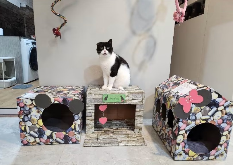 暖势力：狮城爱猫女为社区猫搭窝 亲手设计精美可爱纸皮屋