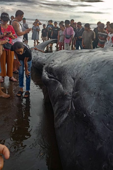 本月第3起 大型鲸在巴厘岛海滩搁浅死亡