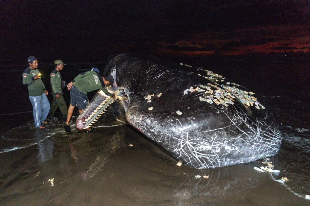 本月第3起 大型鲸在巴厘岛海滩搁浅死亡