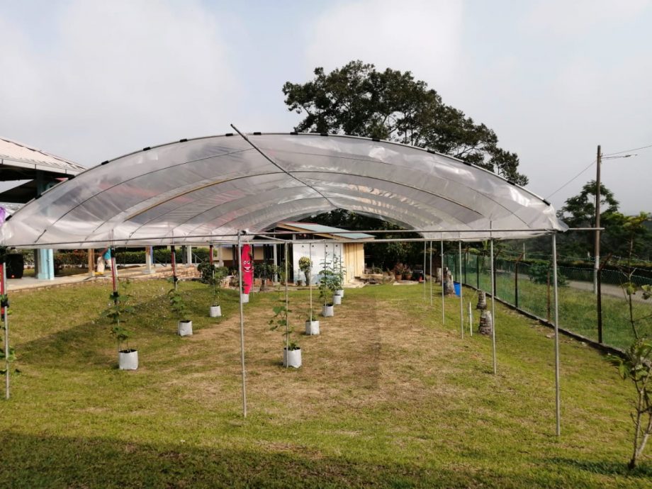 柔：新闻：沙翁华小“菜翁苑”启用  推广绿色校园计划