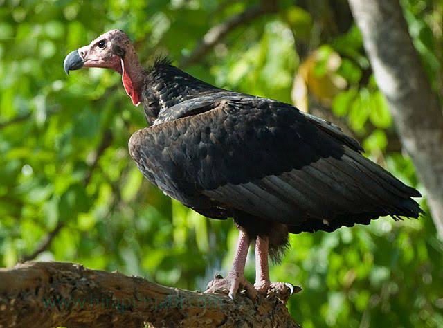 泰首度繁育亚洲王鹫 期望濒危物种再度翱翔