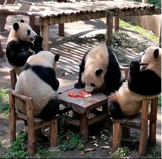 熊猫围坐一桌享美食　网民：像在打麻将