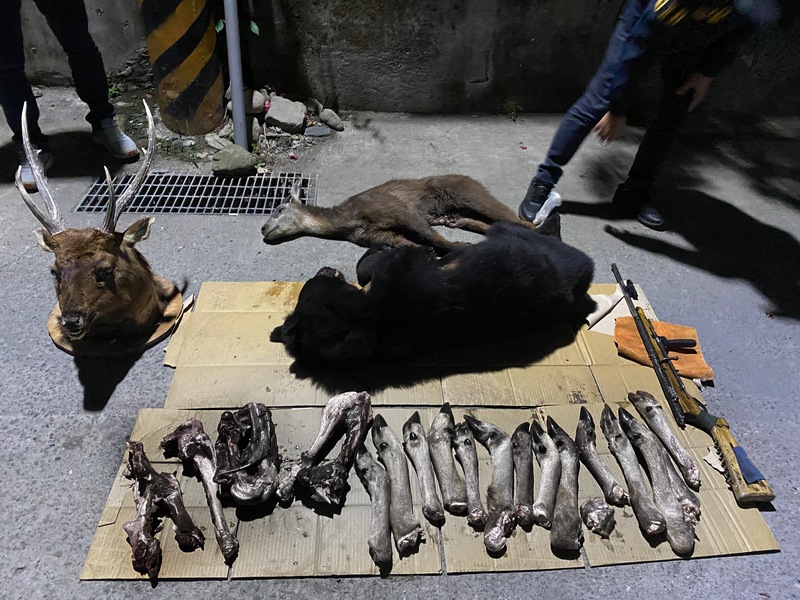 看世界／台湾黑熊3年内4只遭猎杀 屏检侦结起诉9人