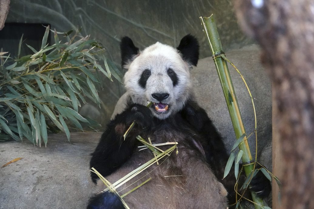 看世界／大熊猫丫丫将回国　孟菲斯动物园办欢送派对