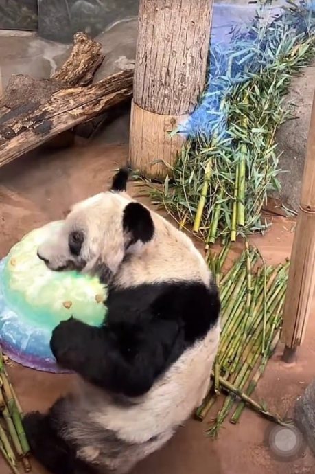 看世界／大熊猫丫丫将回国　孟菲斯动物园办欢送派对