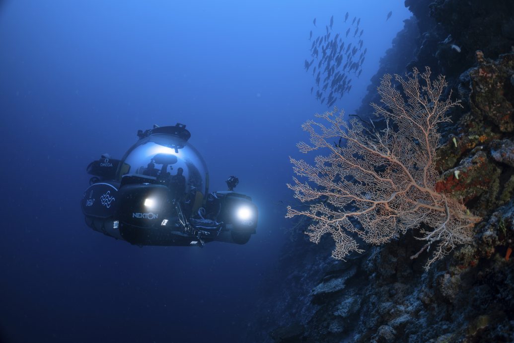 英组织推全球海洋生物普查 目标找出10万新物种