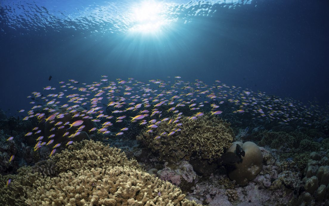 英组织推全球海洋生物普查 目标找出10万新物种