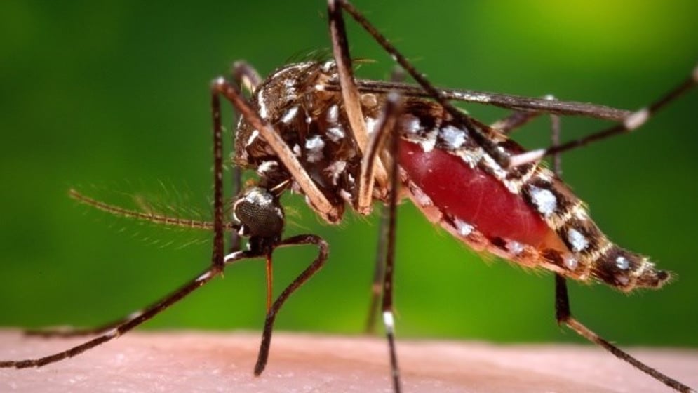 骨痛热症病毒通过蚊子唾液削弱人体免疫系统