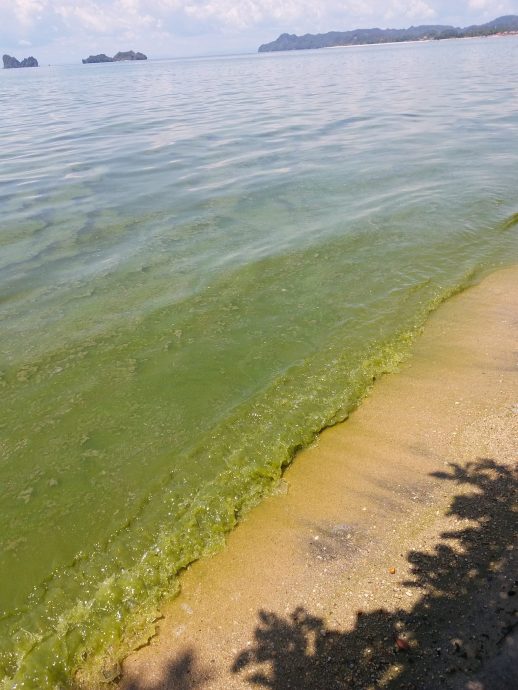 （全国版）浮罗交怡鲨鱼湾海滩（Teluk Yu）海水变绿，引起岛民的担忧，但经过大马渔业局研究所抽取海水样本进行检验后，发现一切正常。