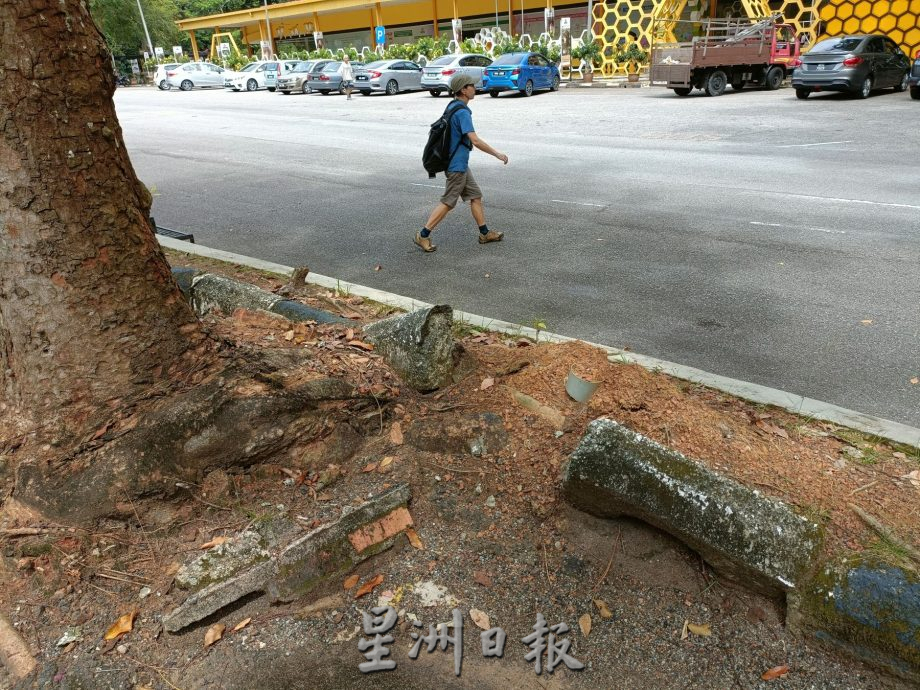 （古城封面主文）植物园停车场大树破坏基设·枝桠掉落 树倒无声