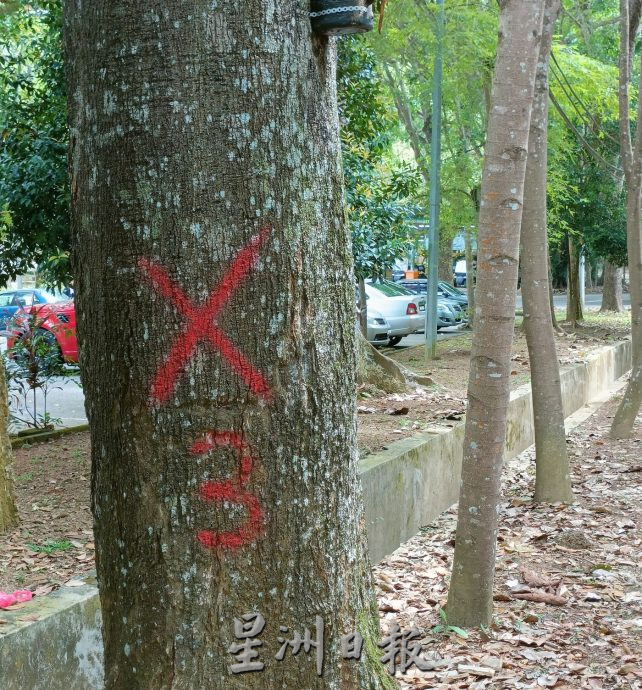 （古城封面主文）植物园停车场大树破坏基设·枝桠掉落 树倒无声